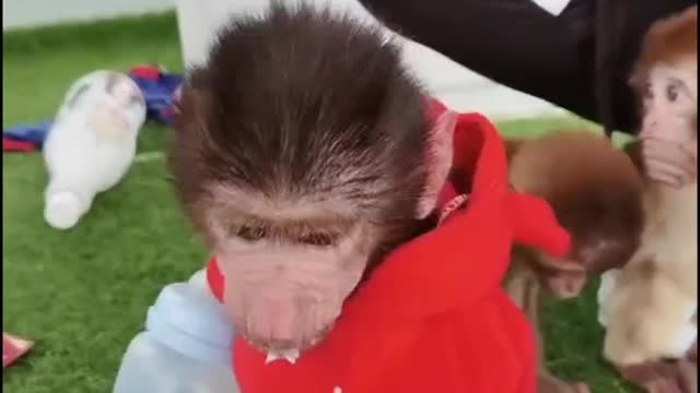 Baby baboon's milk was taken away