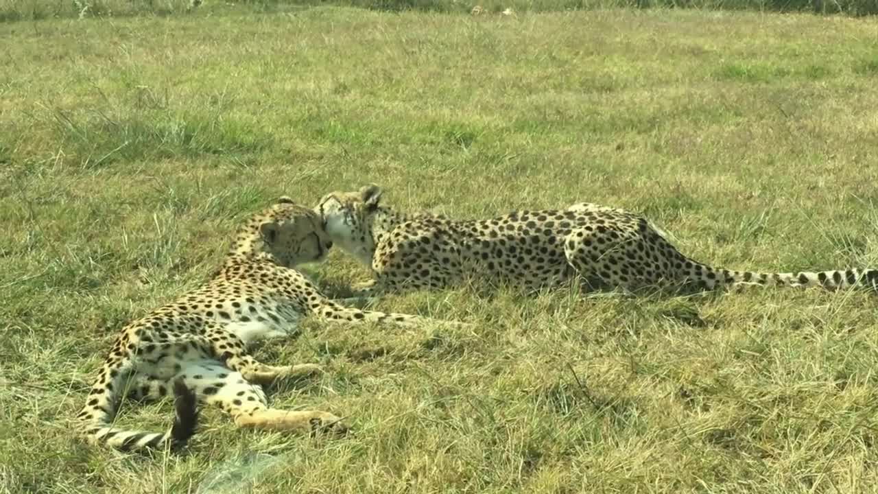 small cute animals1