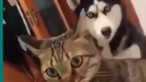 💞😆Cats and dogs fighting very funny😂|| Try not to laugh ||#shorts