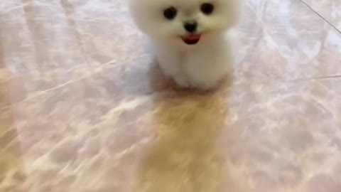 Cute little teacup dog's daily life