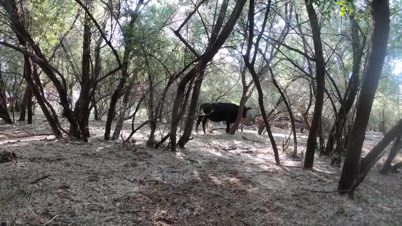 Herding Cattle 30+ Miles Up The Mountain!