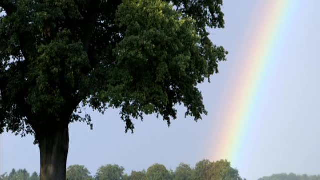 Rainbow over the largest trees in Europe (FR-DE) 🇫🇷🇩🇪