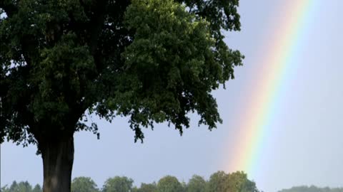 Rainbow over the largest trees in Europe (FR-DE) 🇫🇷🇩🇪