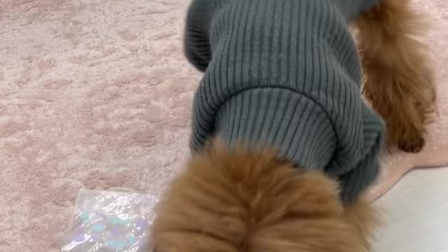 Korean toy poodle playing with smell