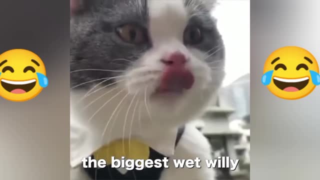 Most funniest talking cat!