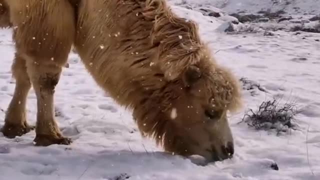 In the desert, snow becomes water for camels