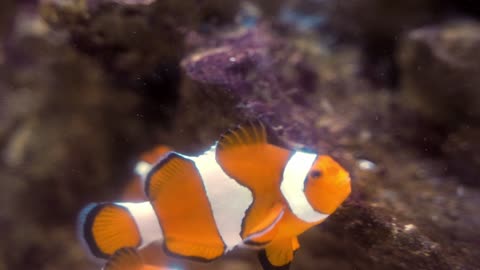 Peixinho no aquário