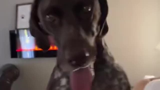 German Shorthaired Pointer rips a hole in mom's blanket and then smacks her...