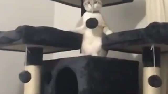 funny cat video pt 3