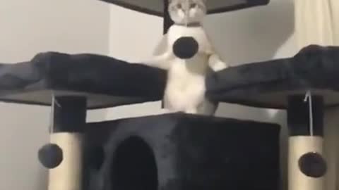 funny cat video pt 3