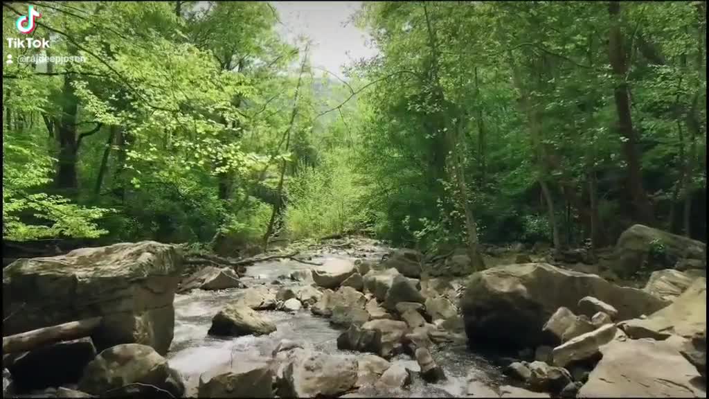 Stream through woods