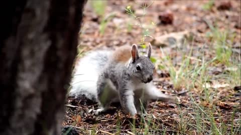 small cute animal