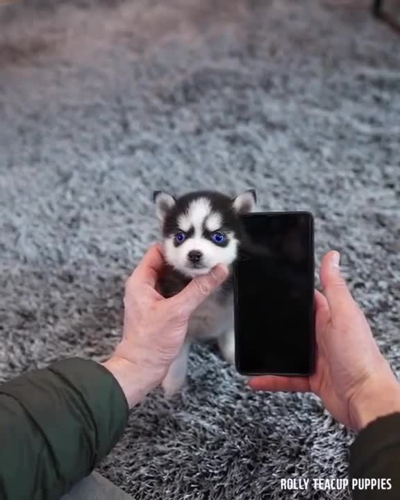 Cute Micro Husky Puppy Video
