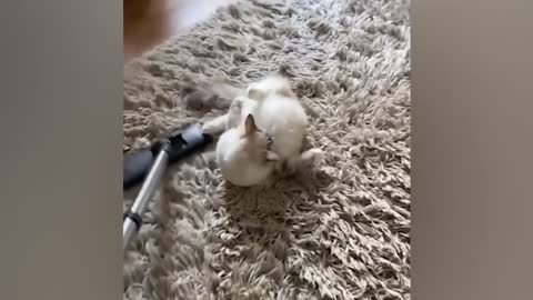 Funniest Animals Videos 2022 - Funny Cats and Dogs Videos 😹🐶