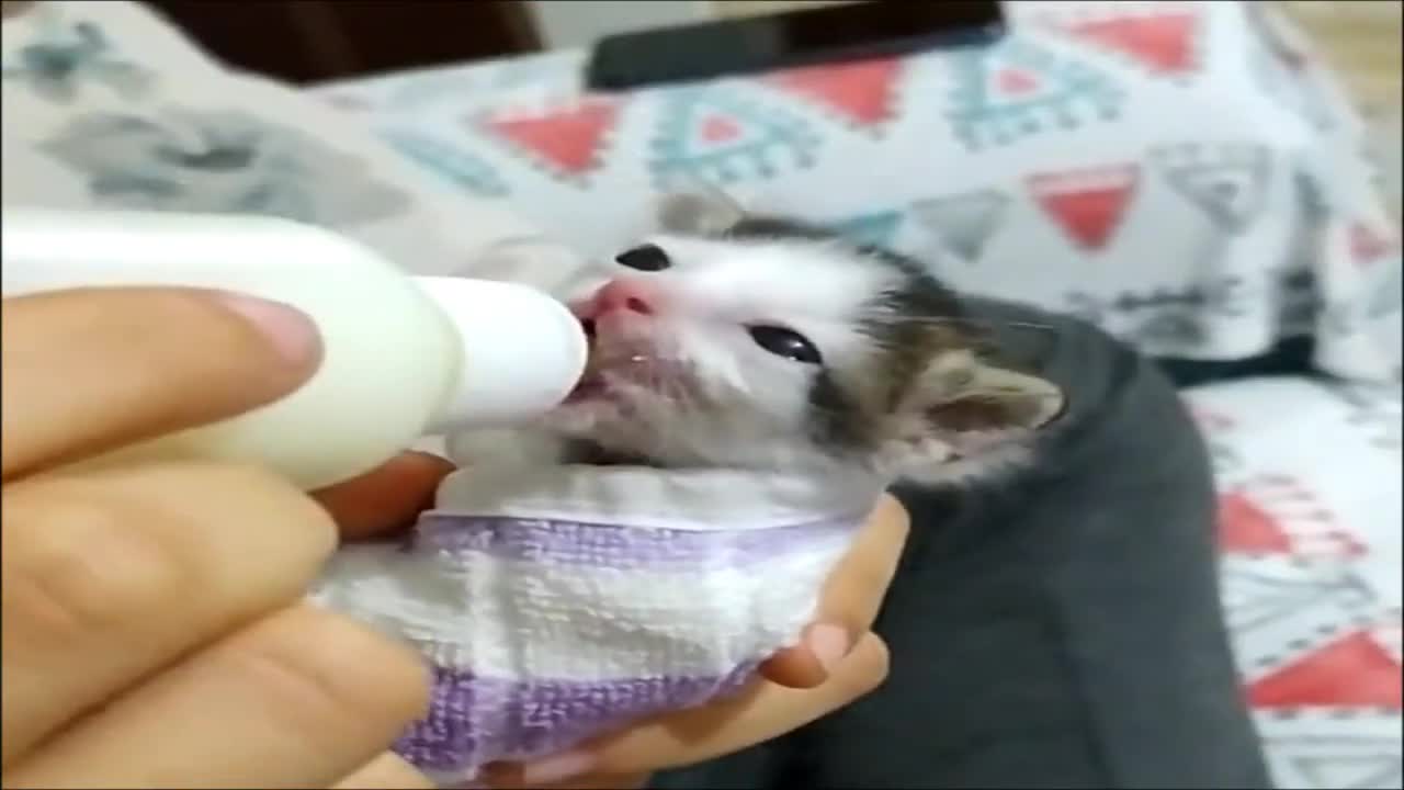 Kitten drinking milk And funny states 😂🐶👀🤣