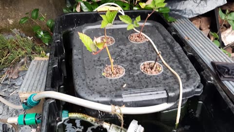 Aquaponic Goldfish Pond #gardening #garden #pond #aquaponics #fish