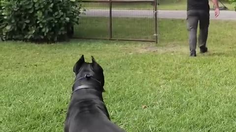 125-Lb Cane Corso PROTECTS Suitcase Full of Money