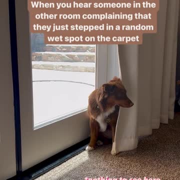 Clean Up on Isle Living Room Dog Training