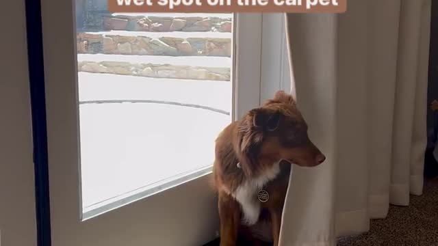 Clean Up on Isle Living Room Dog Training