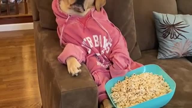 Other dogs 🆚 my dog. Oops🤦♂ moment. Funny moments.