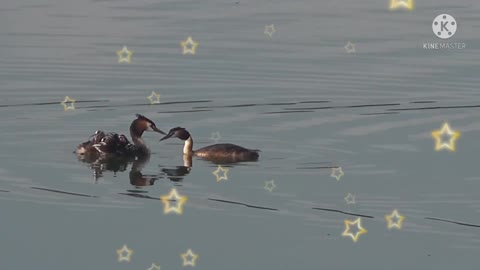 The duck puts the baby on its back and goes into the water