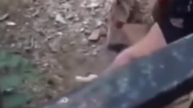 funny animals videos