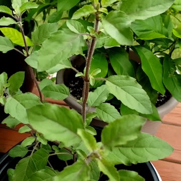 Holy Basil #tulsi #holybasil #herbs