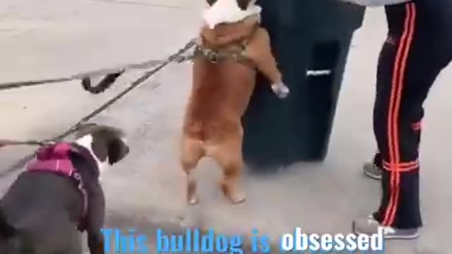 This Bulldog Is A Menace To Garbage Cans |