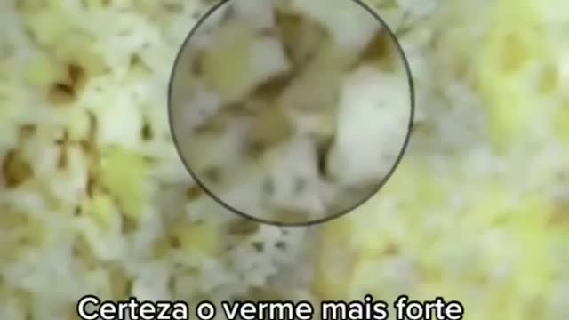 WHEY PROTEIN COM VERME, USEI O MICROSCÓPIO PRA VER!! 🔬🐛