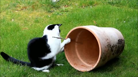 Cute kittens playing _ Funny cats and kittens videos 2022 _ #32