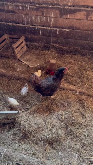 Brooder Momma Taking Care Of Her Babies