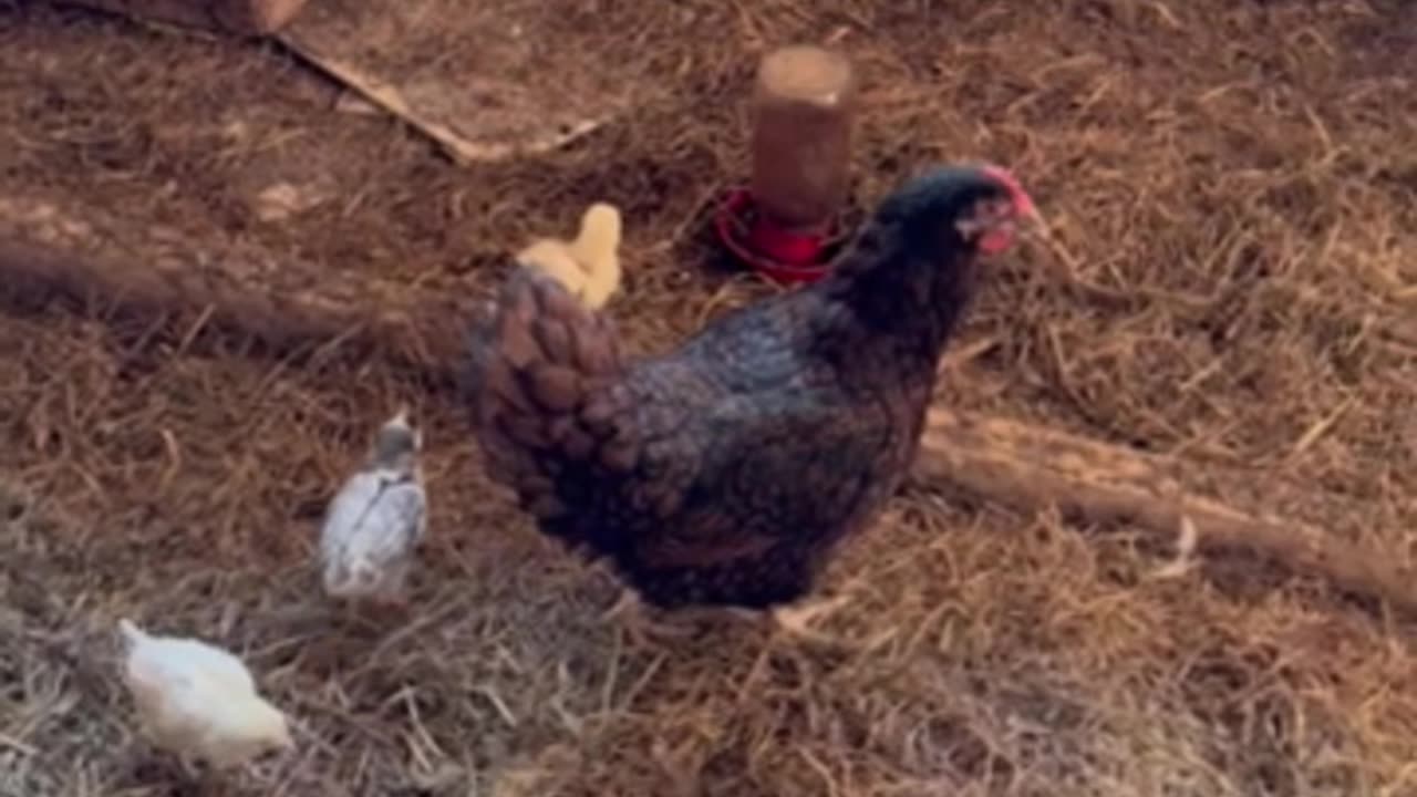 Brooder Momma Taking Care Of Her Babies