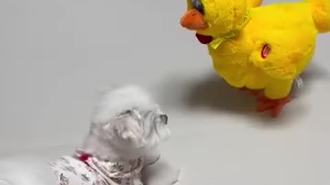 Wow!!!! So cute