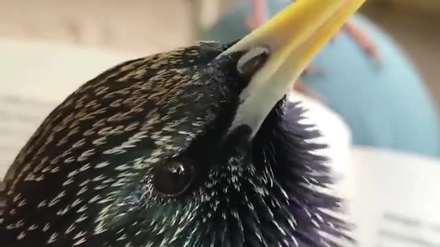 Ever heard a beatboxing starling