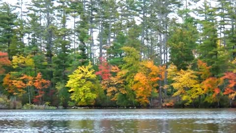 Foliage