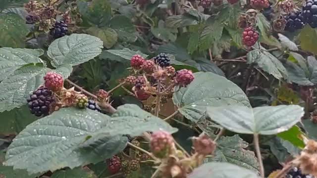 Wild blackberries, gifts of nature