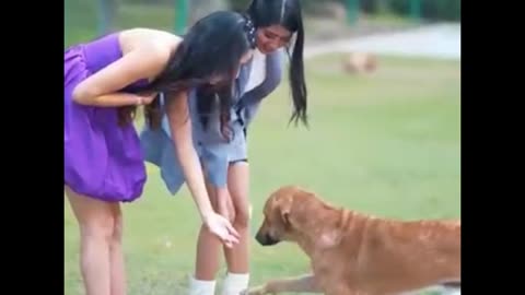 #shorts #youtubeshorts #ytshorts #doglover #dogslove