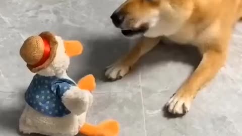 Compilation to dog