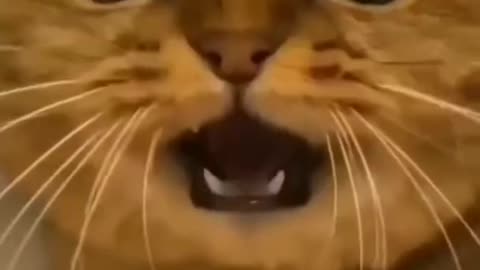 🤣Funny cats video 2022