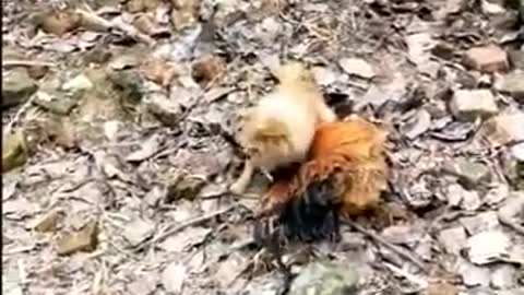 Funny video of chicken and dog fighting.