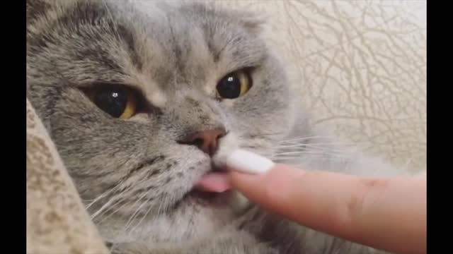 watch this funny cat compilation...you will laugh till end