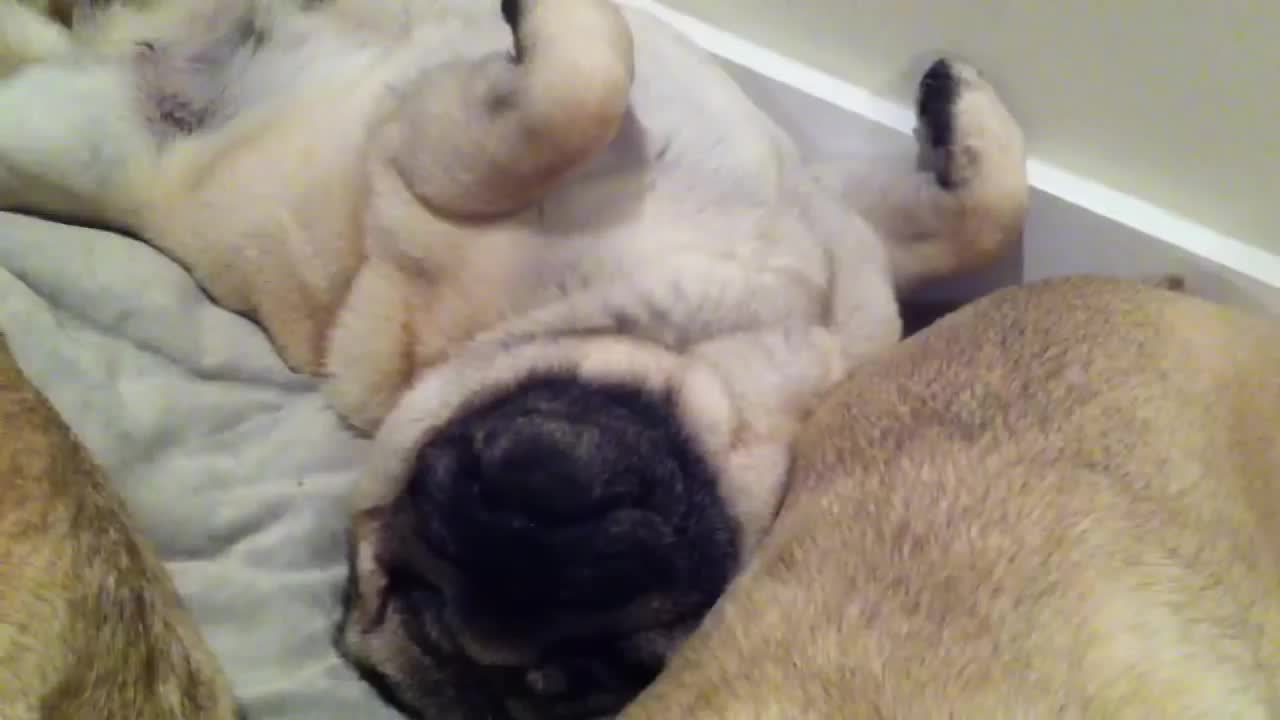 Adorable Pile Of Dreaming Pugs Snoring Their Life Away