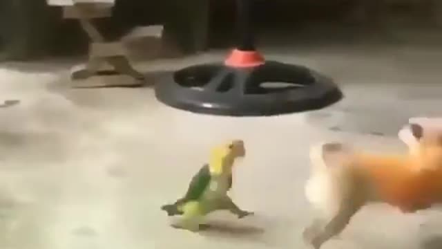 A parrot and dog fight