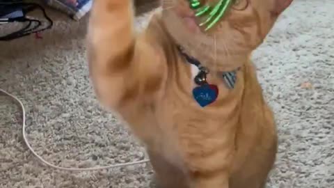 Cat Playing beads