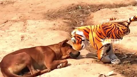 fake tiger prank dog funny | prank dog sound | prank dog video | prank dog