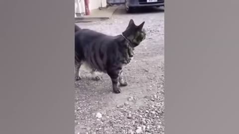 Funny Animals 2024 Part: 5