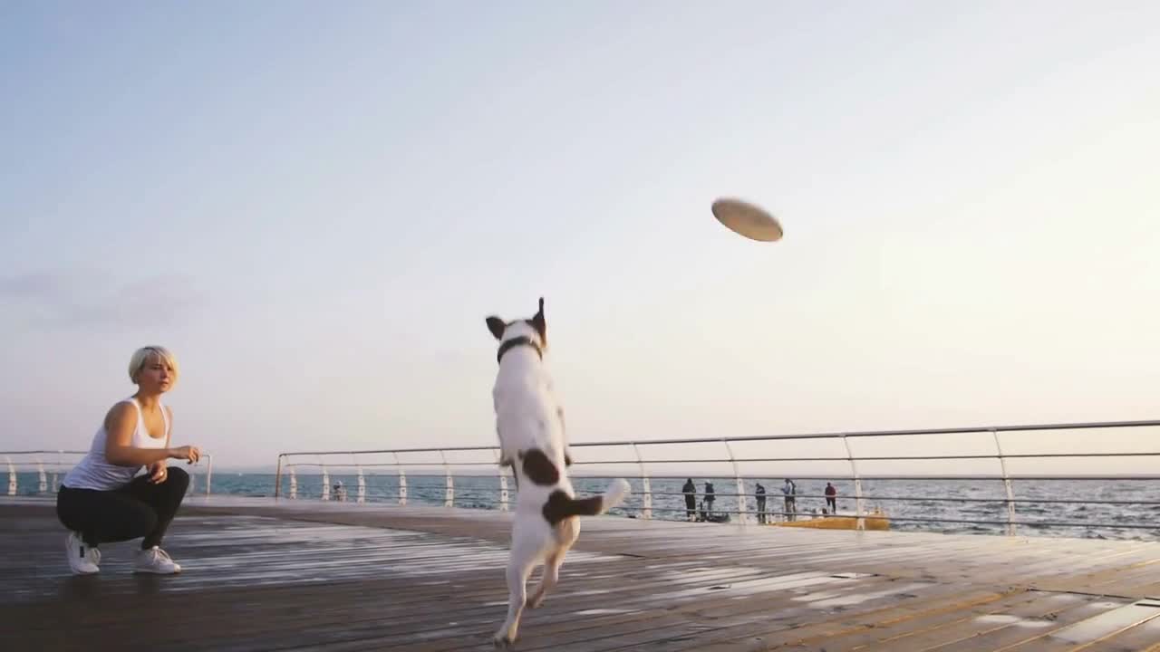 Young woman training cute dog Jack Russel near the sea