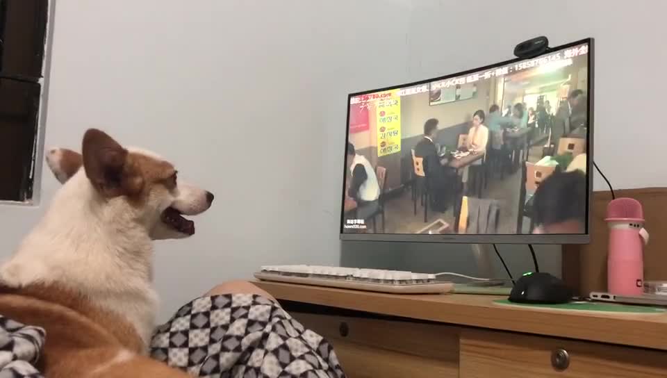 A dog who watches TV carefully is so cute.