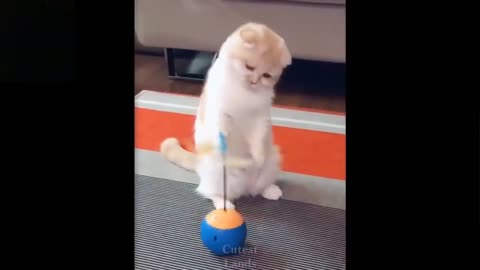 Funny And Cute Pets 2020