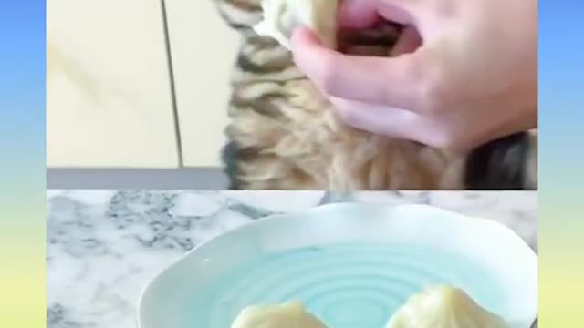 15 Cute and Smart Cat Video Compilation